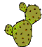 Kaktus